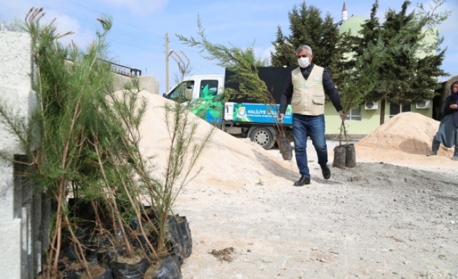 Haliliye'de kırsal mahallelere fidan dağıtıldı