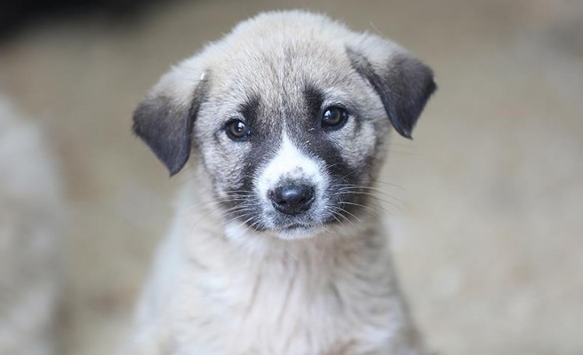 Sokak hayvanları için düğmeye basıldı