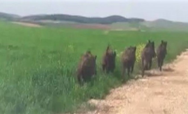 Şanlıurfa'da yaban domuz sürüsü görüldü