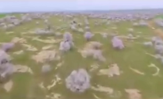 Urfa'da 'bal ormanı' kuruldu