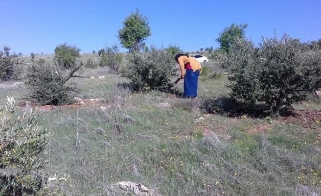 Urfa'da çalışmalar hız kazandı! Ek gelir sağlıyor