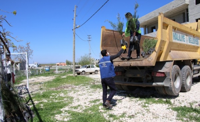 Haliliye, fidan dağıtımlarına devam ediyor