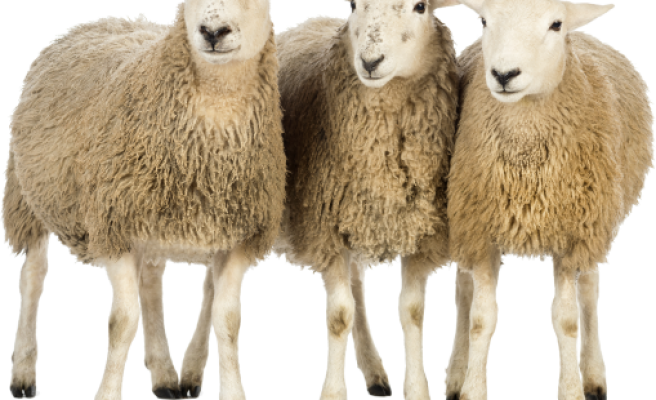 Şanlıurfa, en çok koyuna sahip iller arasında