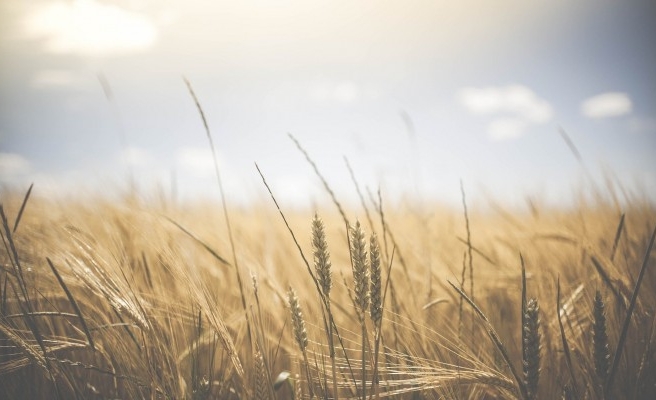 Türkiye'de en çok ekmeklik buğday üretilen iller açıklandı