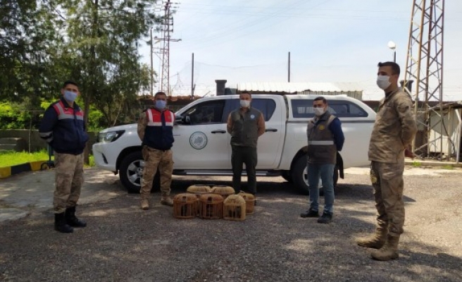 Urfa'da izinsiz keklik taşıyan sürücü yakalandı