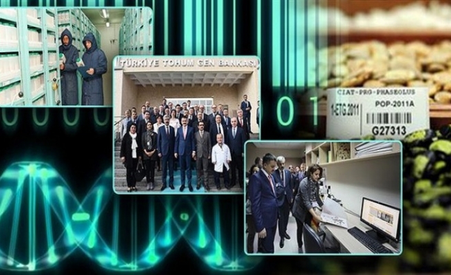 Covid-19 Salgınına Karşı Tohumlar Korunuyor