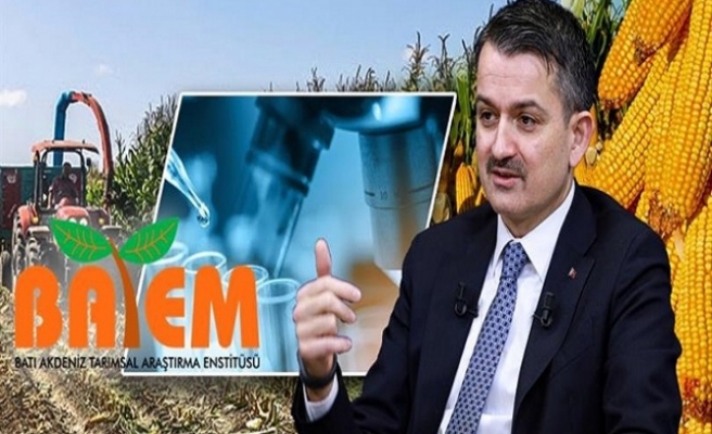 Yeni Mısır Çeşidinin Ekonomiye Getirisi 100 Milyon Lira