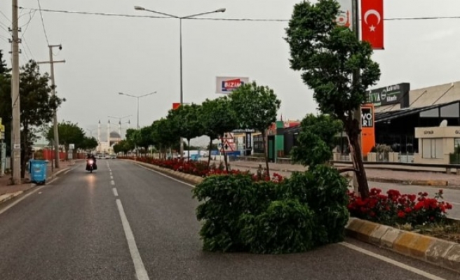 Bahar fırtınası Şanlıurfa'da ağaç devirdi