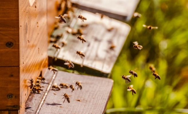 Arıcılık, Şanlıurfa'da son yıllarda artış gösteriyor