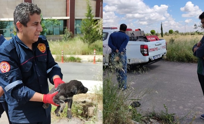 Kanalizasyona düşen köpek yavrusu için seferber oldular