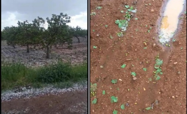 Urfa'da dolu ve sağanak fıstık üreticisini vurdu!