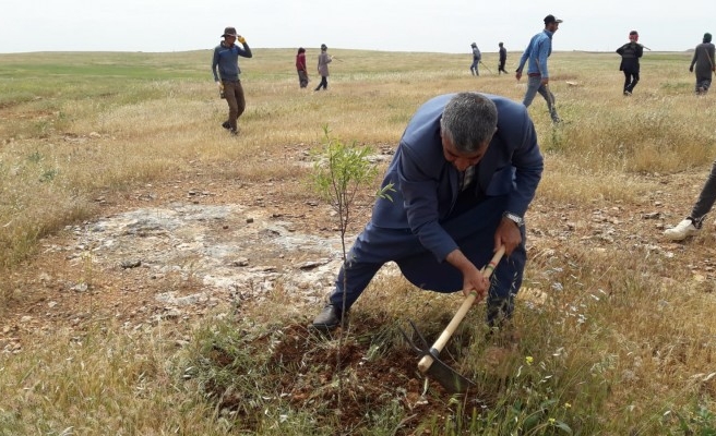 Urfa'da ağaçlandırma çalışmaları devam ediyor