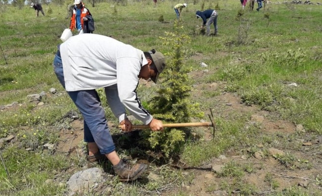 Urfa'da ağaçlandırma sahalarında çalışma sürüyor