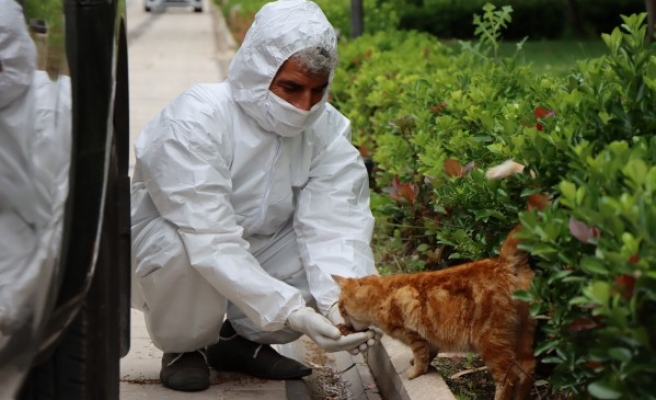 Şanlıurfa’da sokak hayvanları da unutulmadı