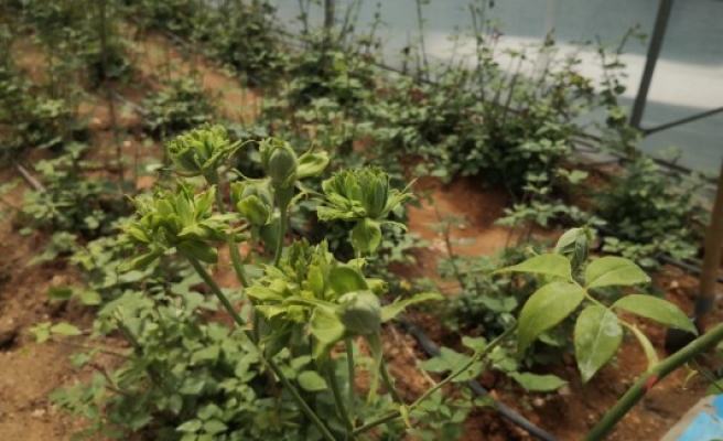 Halfeti'de karagülün ardından ‘Yeşil gül’ de yetiştiriliyor