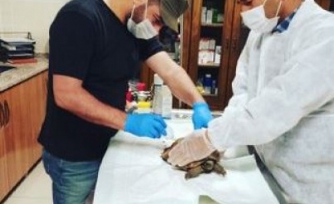Urfa'da yaralı bulunan kaplumbağa tedavi edildi