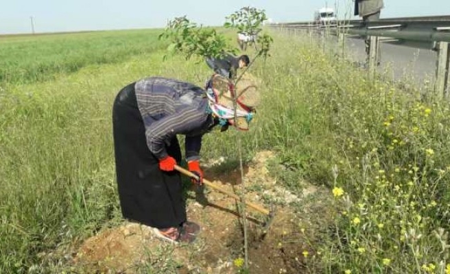 Urfa’da fidanların bakım çalışmaları sürüyor