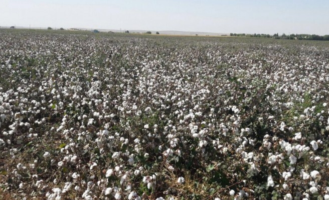Şanlıurfa, en çok pamuğun yetiştiği şehir oldu