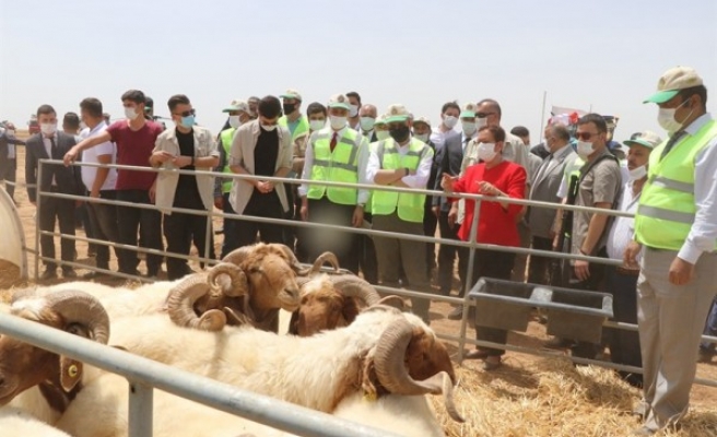 Ceylanpınar TİGEM Sulama Projesi hizmete alındı