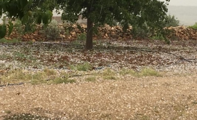 Şanlıurfa'da etkili olan dolu, ekinlere zarar verdi