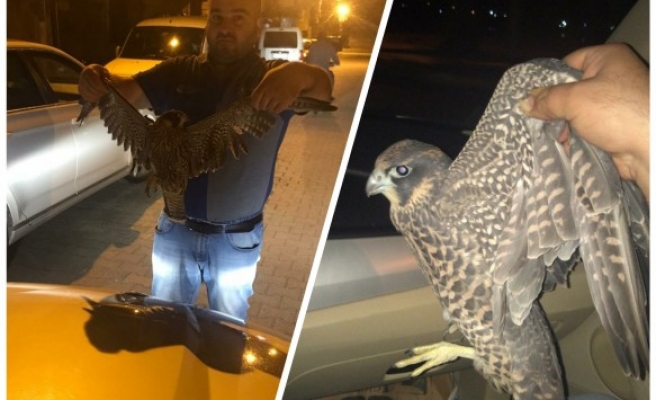 Dünyanın en hızlı kuşu, Urfa’da yakalandı