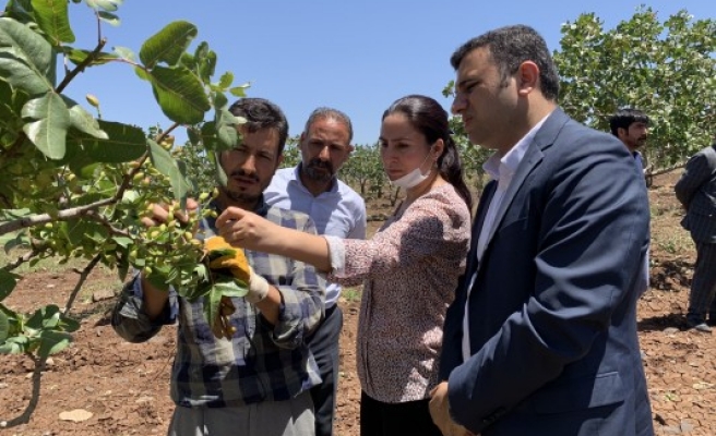 HDP’li vekillerden Urfa çiftçisi için çağrı: Zarar karşılanmalı