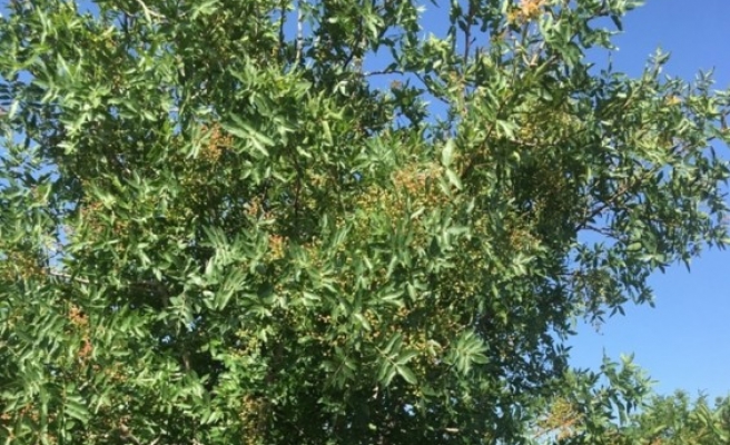 17 yıl önce dikilen ağaçlar, meyve vermeye başladı