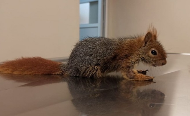 Şanlıurfa'da kamyon kasasında sincap bulundu