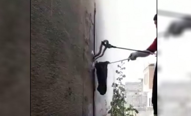 Şanlıurfa'da yakalanan yılan, doğaya salındı