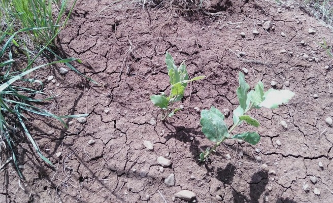 Karacadağ’a atılan tohumlar yeşeriyor