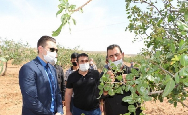 Urfa’da dolu vurmuştu: Kaymakamdan destek ziyareti
