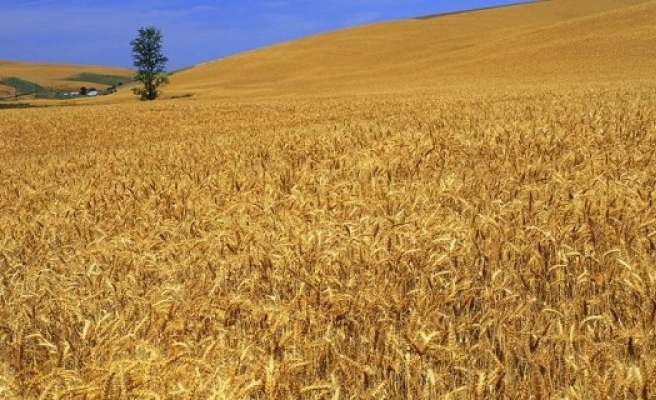 Urfa’da buğday ekinleri büyük zarar gördü