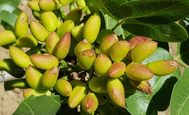 Harran Üniversitesi, zarar gören fıstık ağaçları için müjdeyi verdi