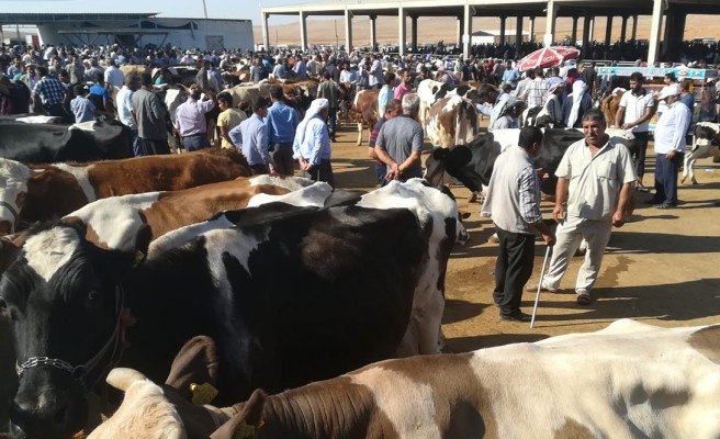 Şanlıurfa'daki hayvan pazarları için alınan kararlar duyuruldu