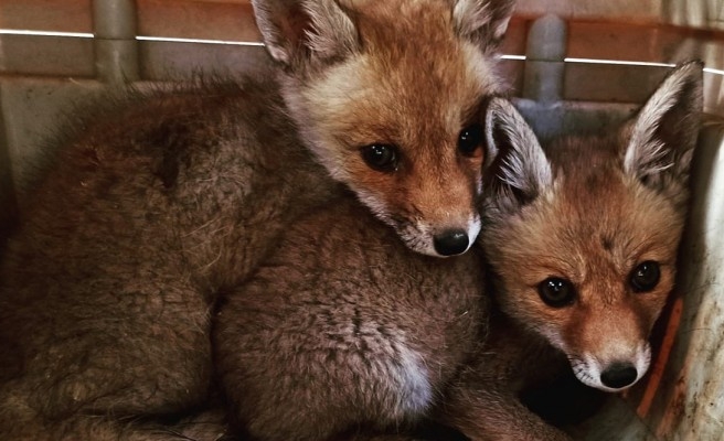Hilvan'da 2 yavru tilki korumaya alındı