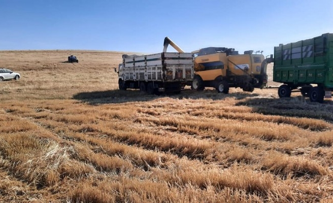 Atıl durumdaki araziden 340 ton hasat elde edildi