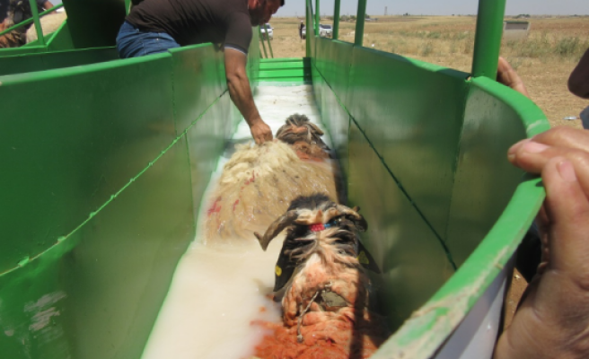 Şanlıurfa'da hayvancılık için proje: Açılışı yapıldı