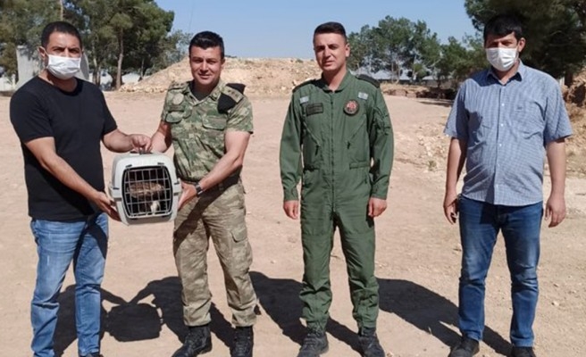 Urfa'da yaralı halde bulundu: Tedavi altına alındı