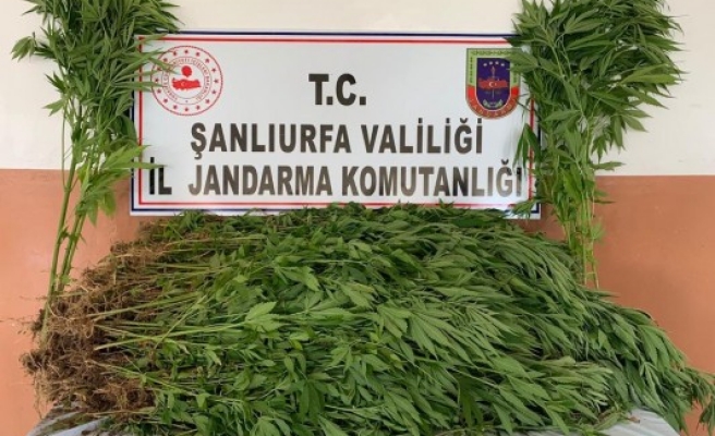 Urfa'da kenevir bitkisi yetiştiren şahıs tutuklandı