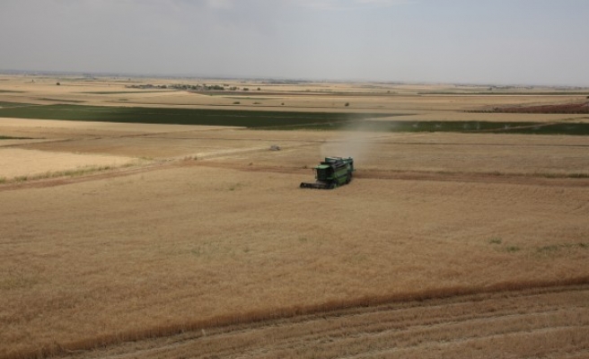 Suruç Ovası su ile bereketlendi! Hububat hasadı başladı