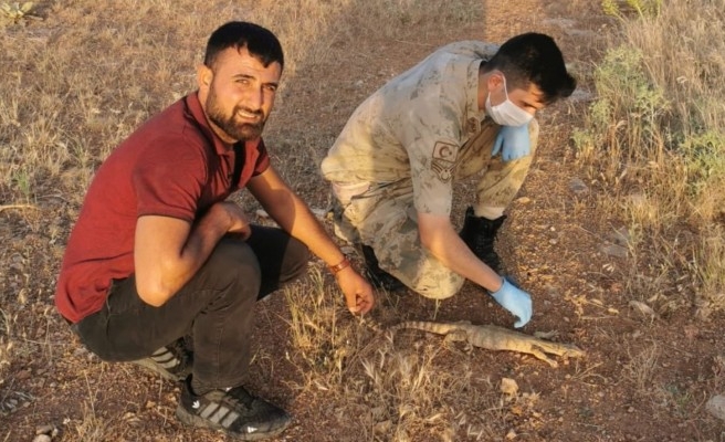 Urfa'da bulunan çöl varanı, doğal alanına bırakıldı