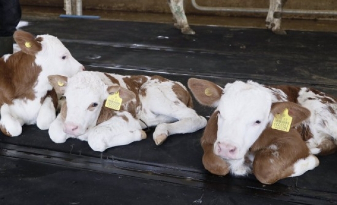 Ceylanpınar TİGEM'de bir ilk: Üçüz buzağı doğdu