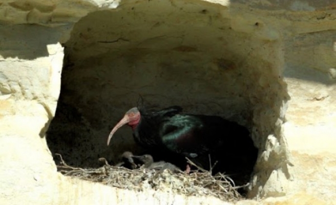 'Yavru kelaynaklar' hayata gözlerini açmaya başladı