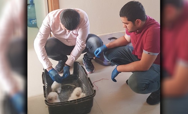 Mardin'de bulunan baykuşlar Urfa'ya getirilecek