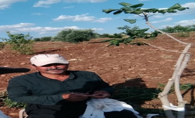 Şanlıurfa Fıstığında Aşılama Dönemi Başladı