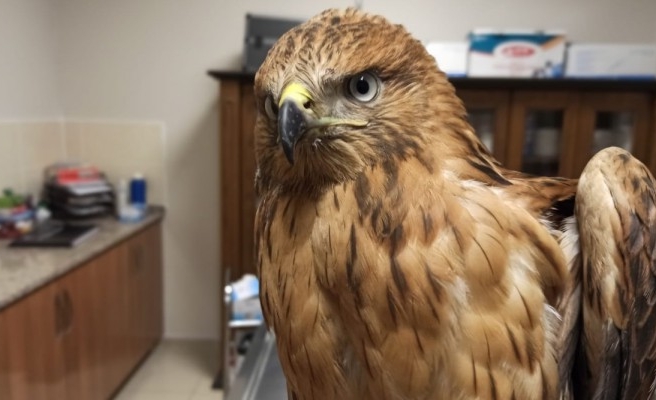 Mardin'de bulunan kızıl şahin Urfa'ya gönderildi