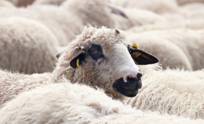 Haliliye’de kurban satış ve kesim yerleri belli oldu