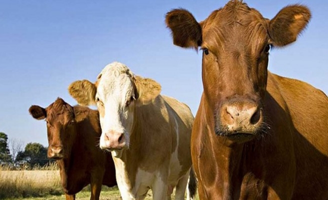 İnternetten kurban alacaklara önemli uyarı