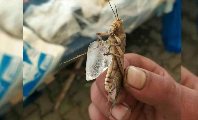 Urfa sıcağına dayanamayan çekirge buza sarıldı