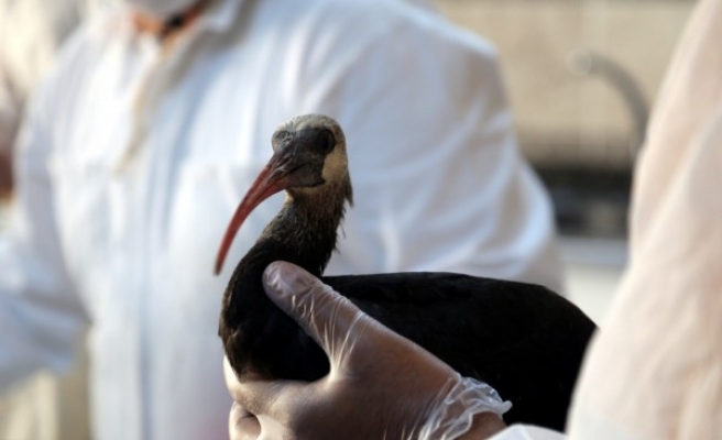 Şanlıurfa'daki kelaynak ailesine 68 yeni üye katıldı